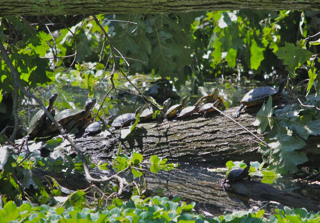 Turtles on fallen oak