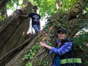 Dan and Marcia marvel at this huge split Osage Orange!